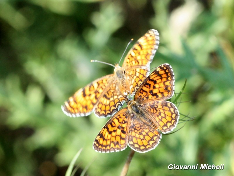 Melitaea phoebe, Melitaea didyma, Issoria lathonia